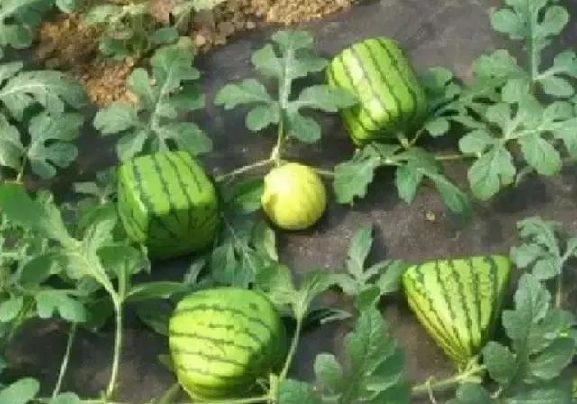 方形西瓜能吃吗方形西瓜能吃吗，探索新型西瓜的奥秘