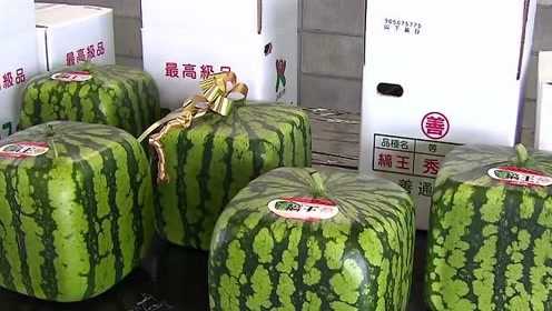 商家回应方形西瓜卖2999元商家回应方形西瓜卖2999元，市场策略还是炒作？
